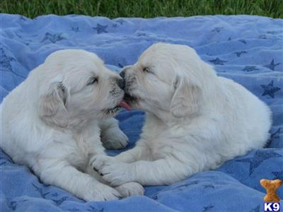 English Goldens